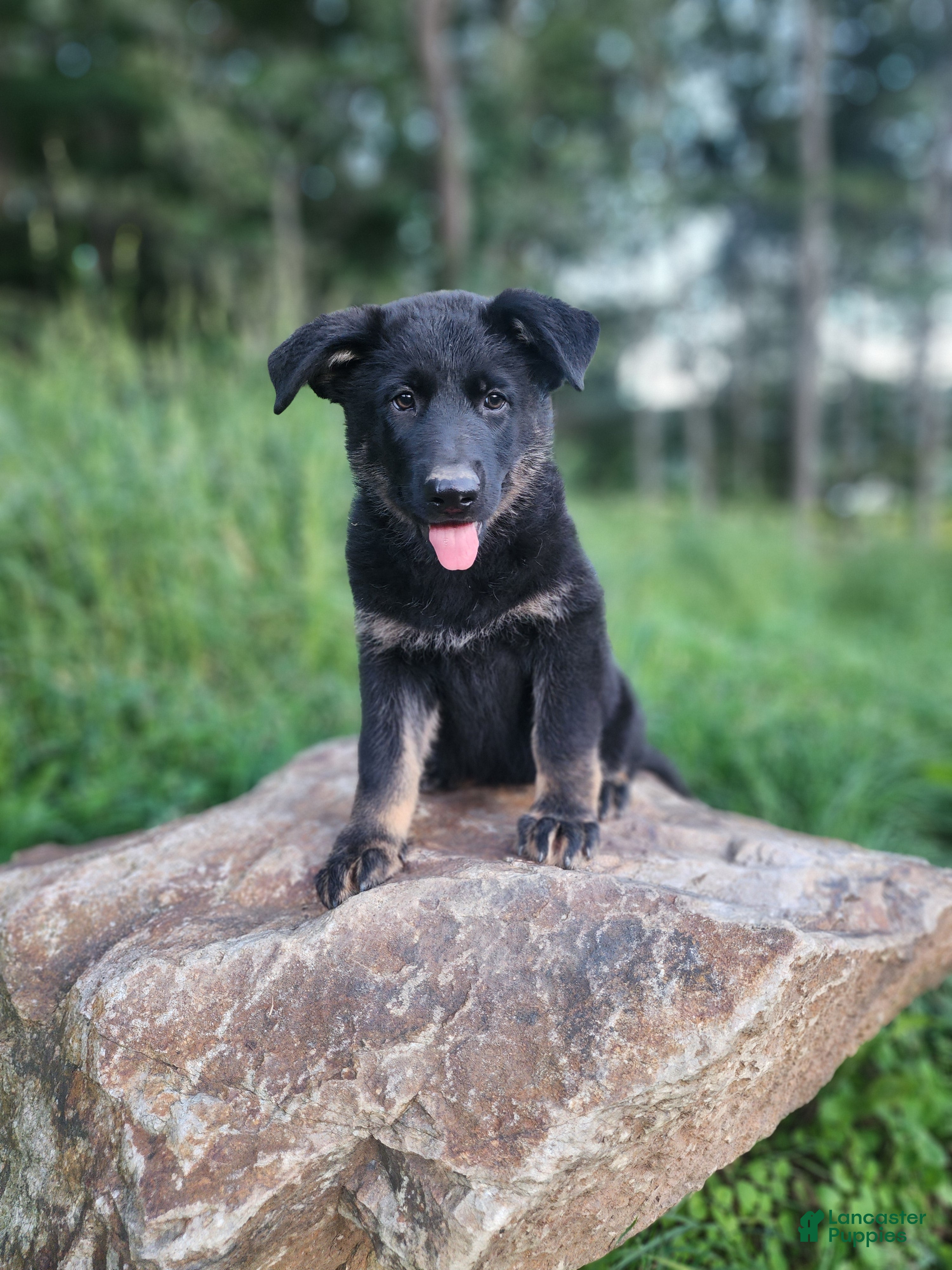 German Shepherd dogs  Timba - Ad 1