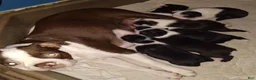Boston Terrier dogs for sale: HoneyBunny Boston Terrier  - Ad 2