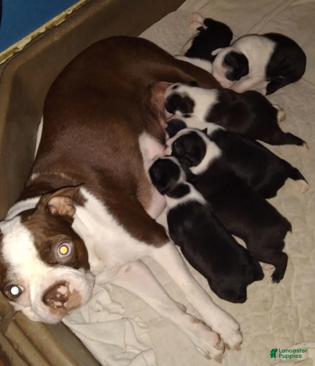 Boston Terrier dogs for sale: HoneyBunny Boston Terrier  - Ad 2