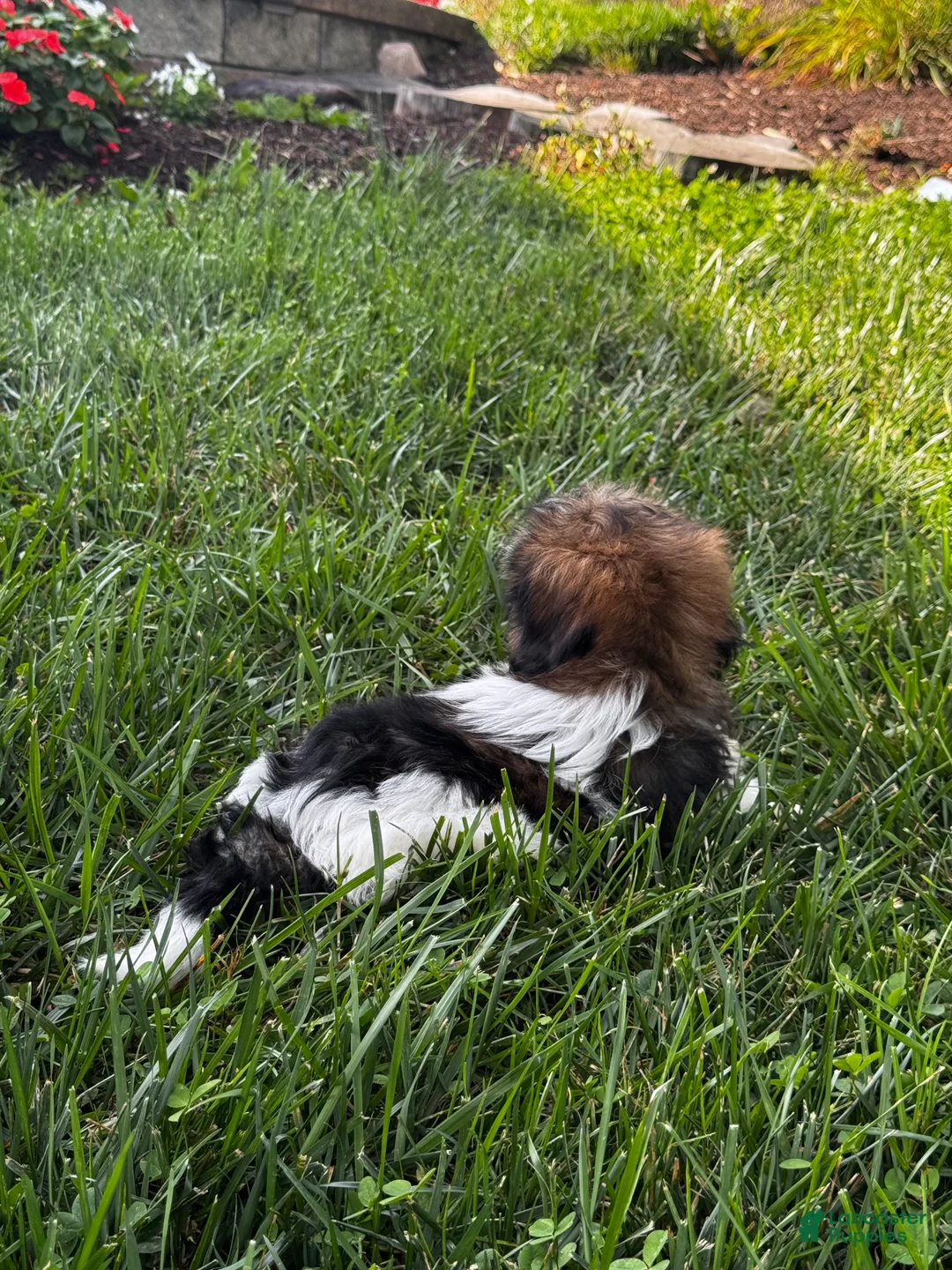 Shih Tzu dogs for sale: Shep - Ad 5