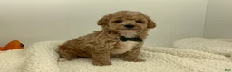 Toy Poodle dogs for sale: Jimmy - Ad 3
