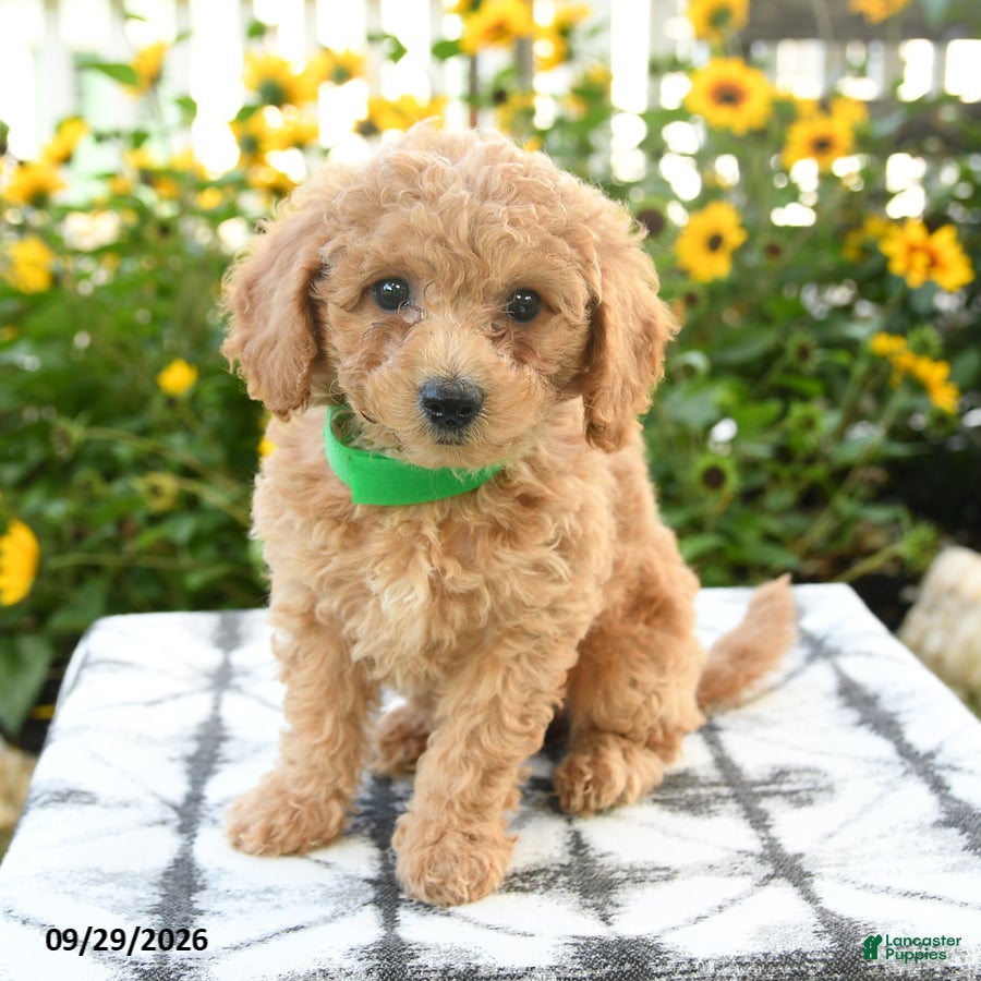 Bichpoo dogs Adley - Ad 1