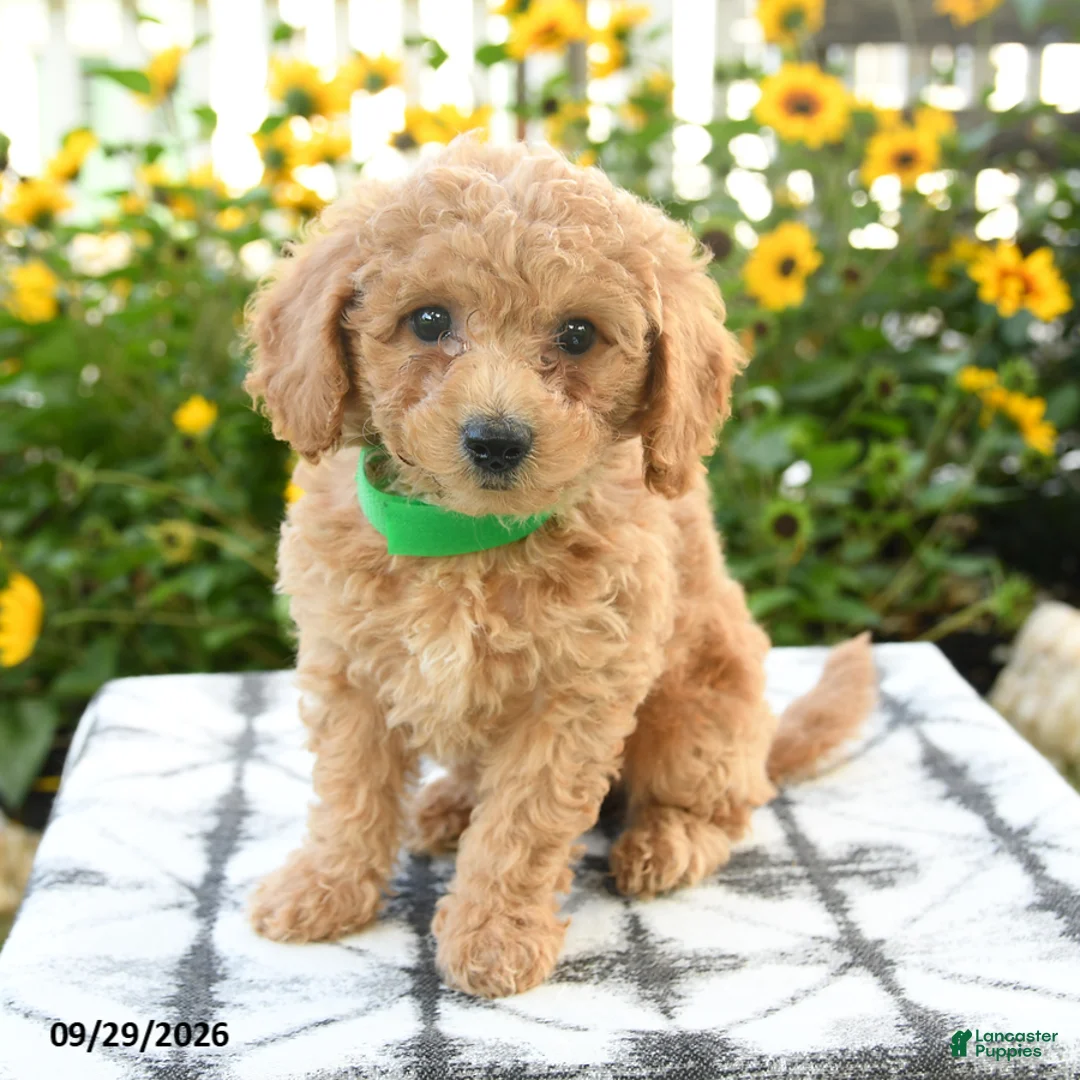 Bichpoo dogs for sale: Adley - Ad 1