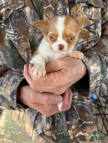 Chihuahua dogs Chihuahua Boy - Ad 40