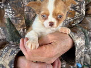 Chihuahua dogs Chihuahua Boy - Ad 6