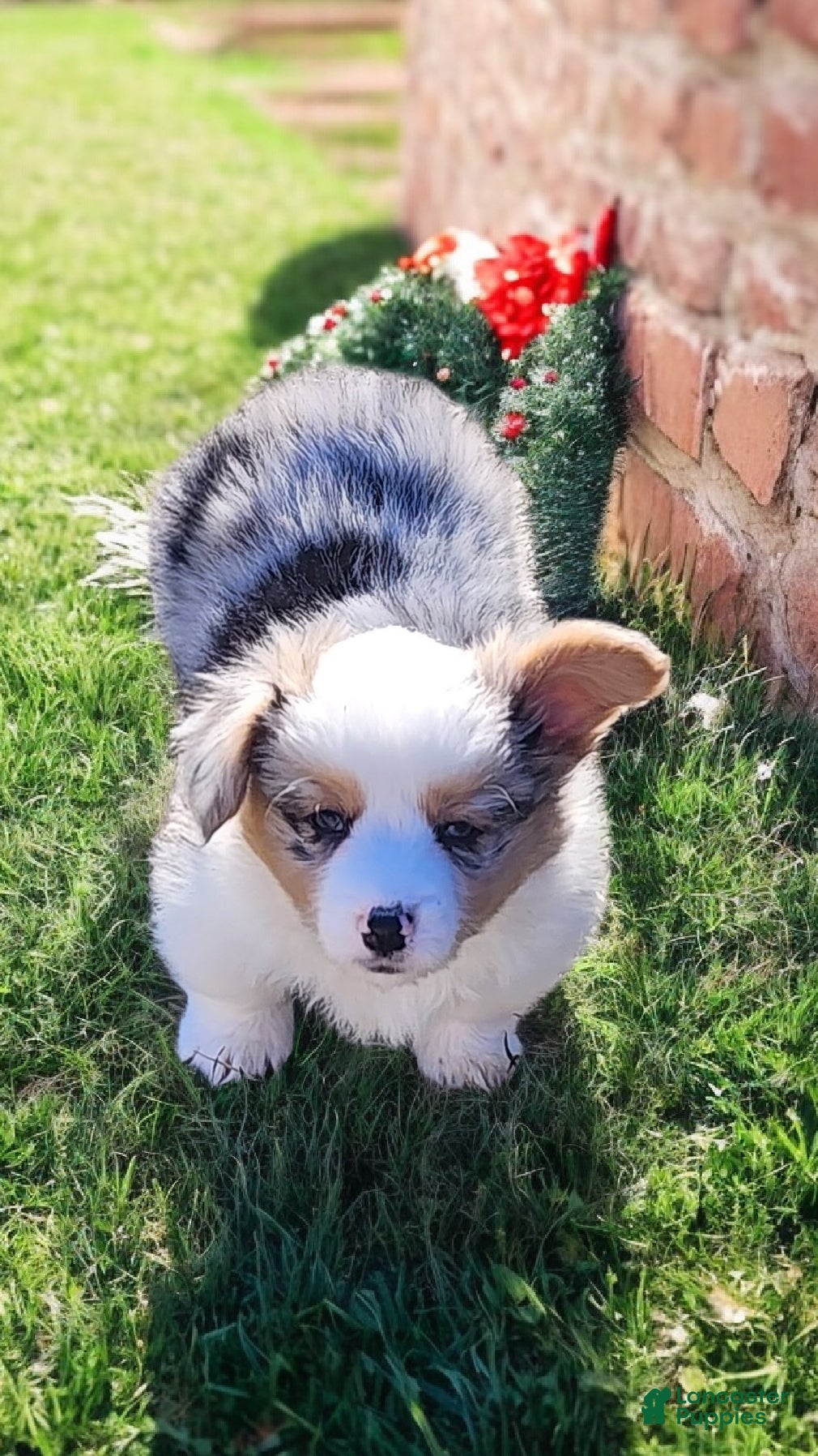 Welsh Corgi Pembroke dogs Merlin Fluffy Merle - Ad 1