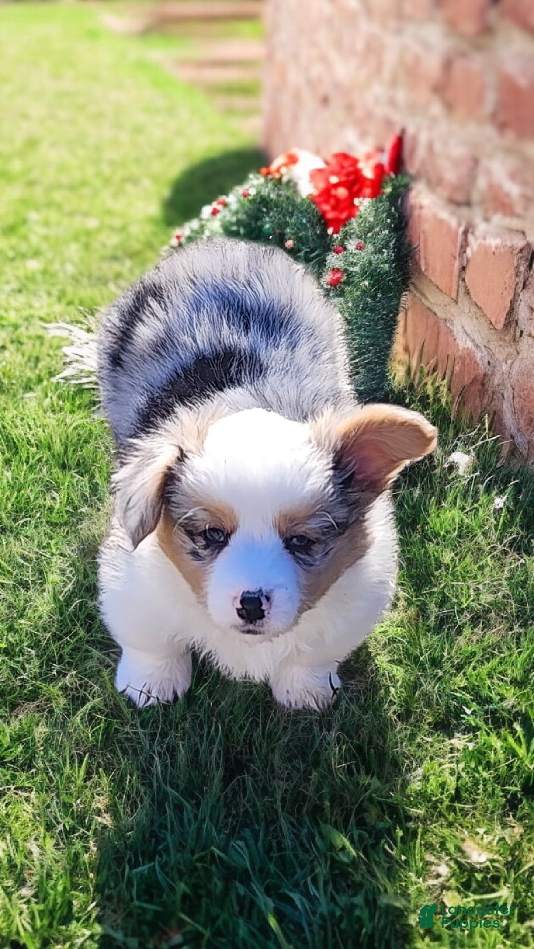 Welsh Corgi Pembroke dogs for sale: Merlin Fluffy Merle - Ad 1