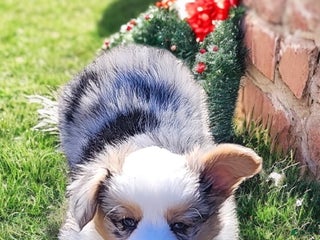 Welsh Corgi Pembroke dogs Merlin Fluffy Merle - Ad 9