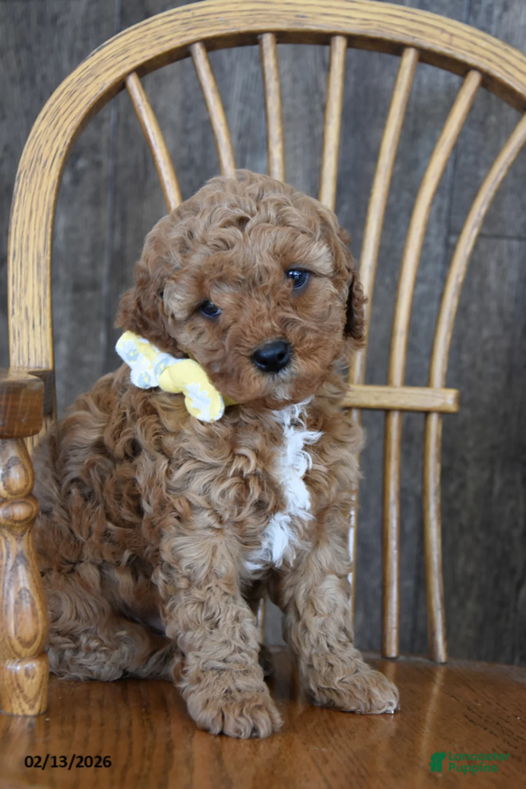Cavapoo dogs for sale: Carrie - Ad 1