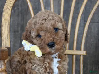 Cavapoo dogs Carrie - Ad 8