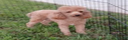 Miniature Poodle dogs for sale: Mandy  - Ad 4