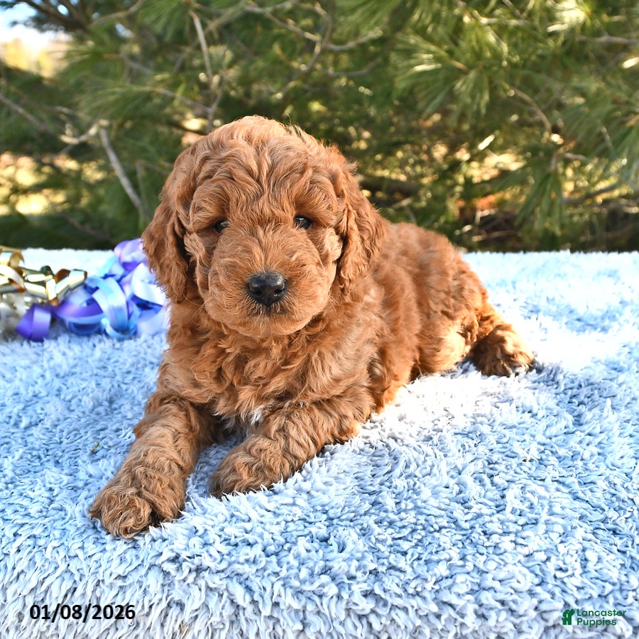 Mini Goldendoodle dogs Patches - Ad 8