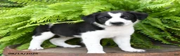 Mixed Breed dogs for sale: Jayme - Ad 3