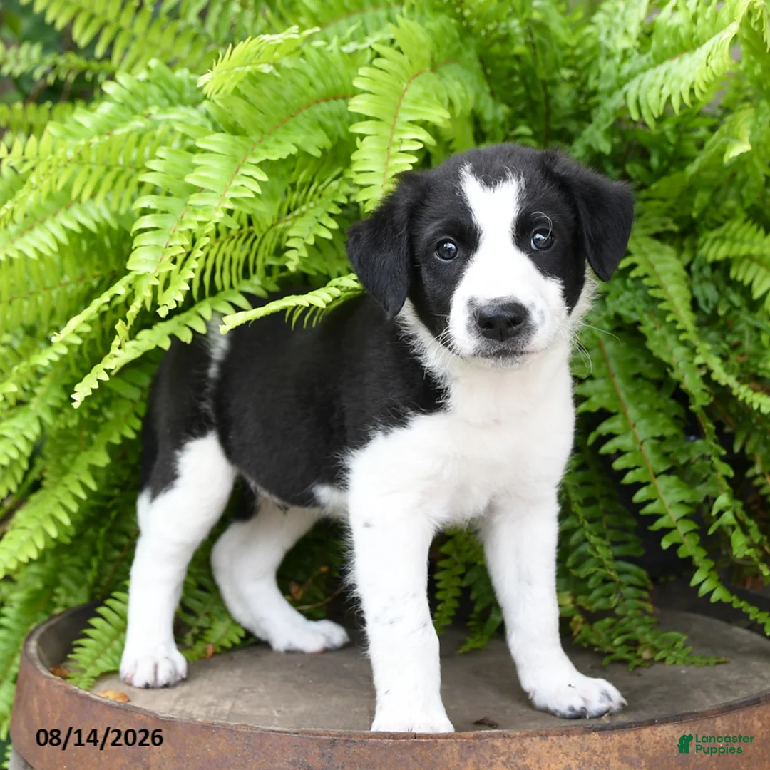 Mixed Breed dogs for sale: Jayme - Ad 3