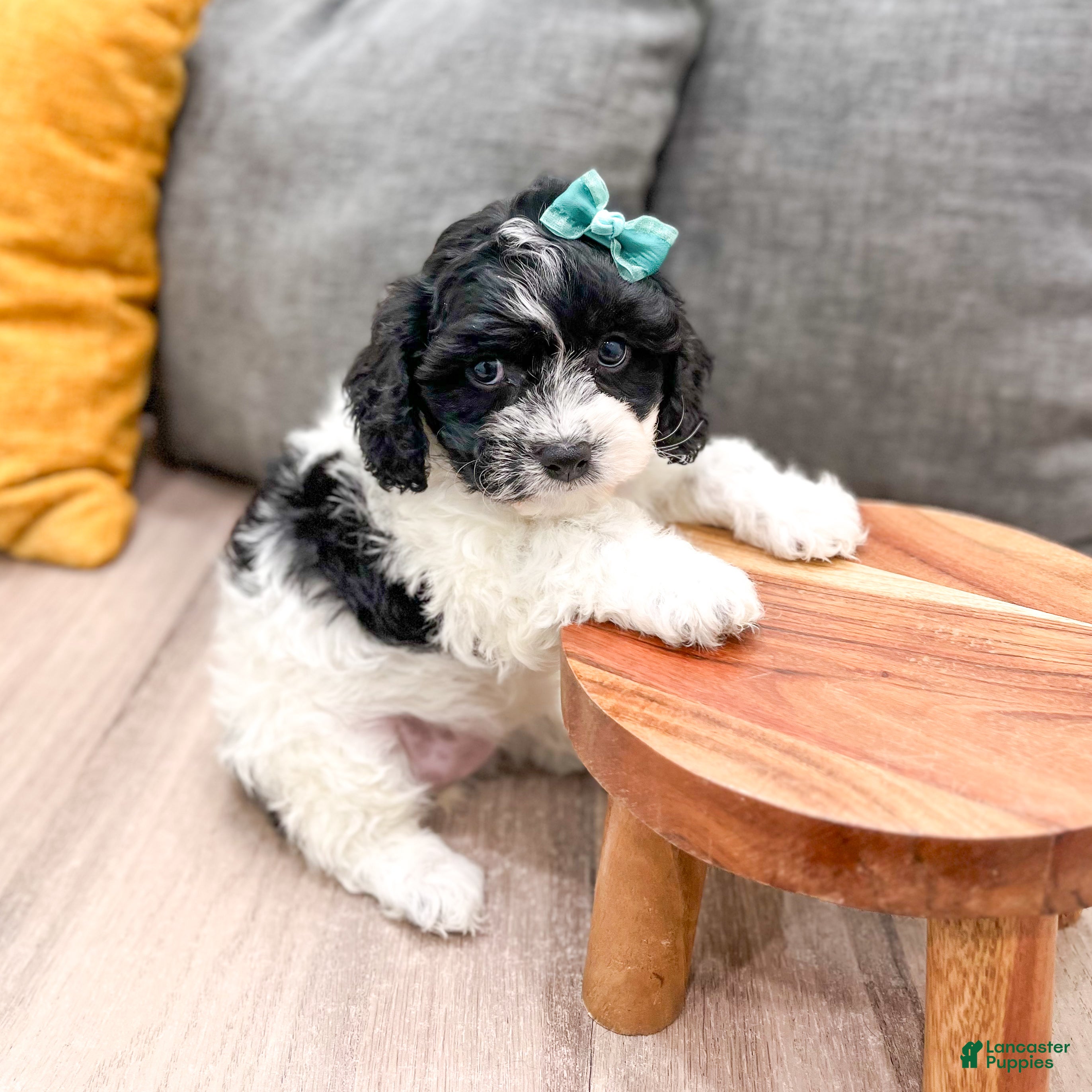 Cavachon dogs Nikki - Ad 2