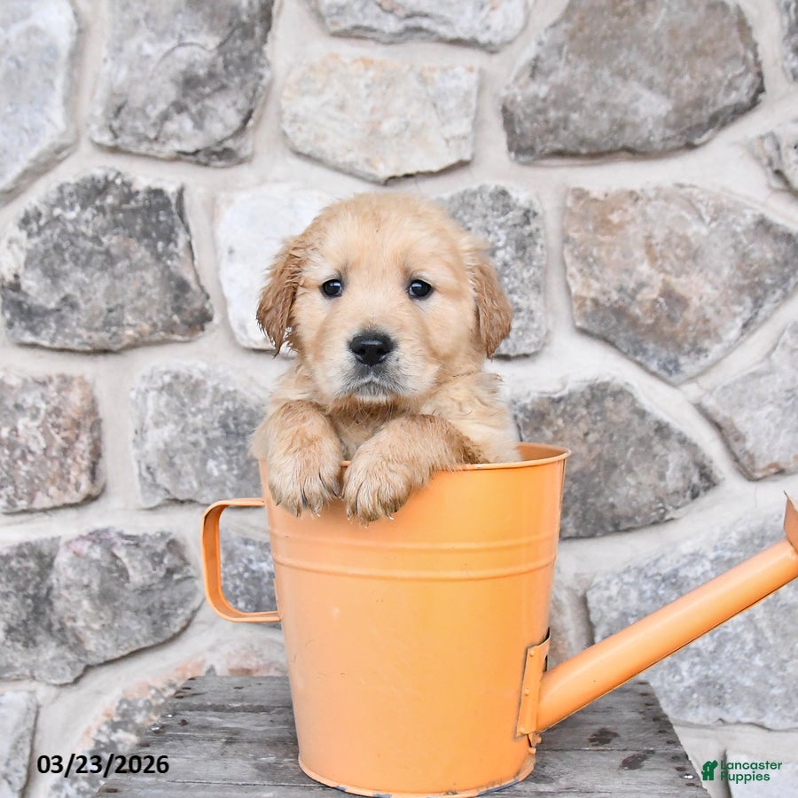 Golden Retriever dogs Dallas  - Ad 1