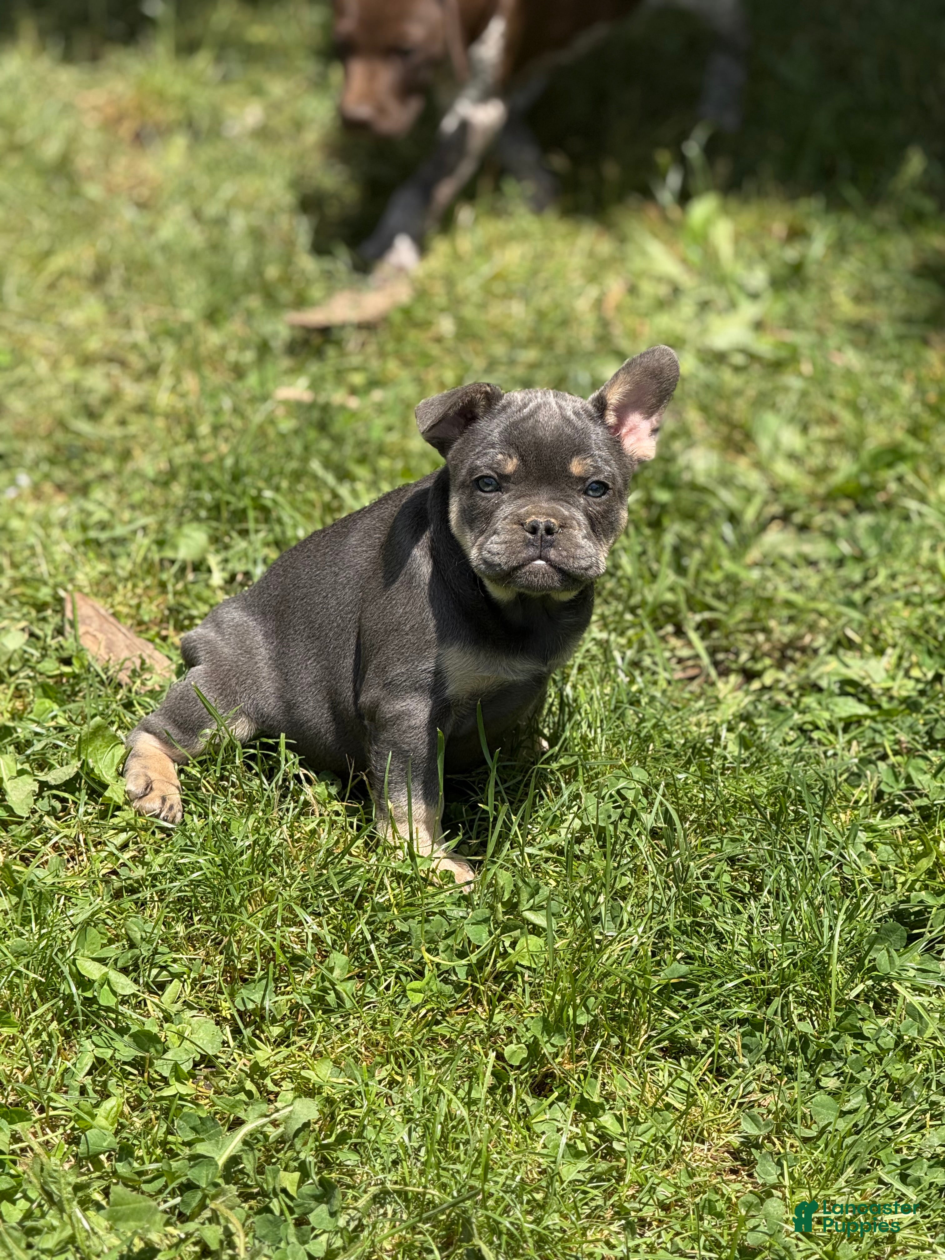 French Bulldog dogs French Bulldog Puppy 3 - Ad 10