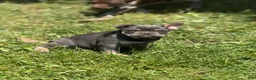 French Bulldog dogs for sale: French Bulldog Puppy 3 - Ad 1