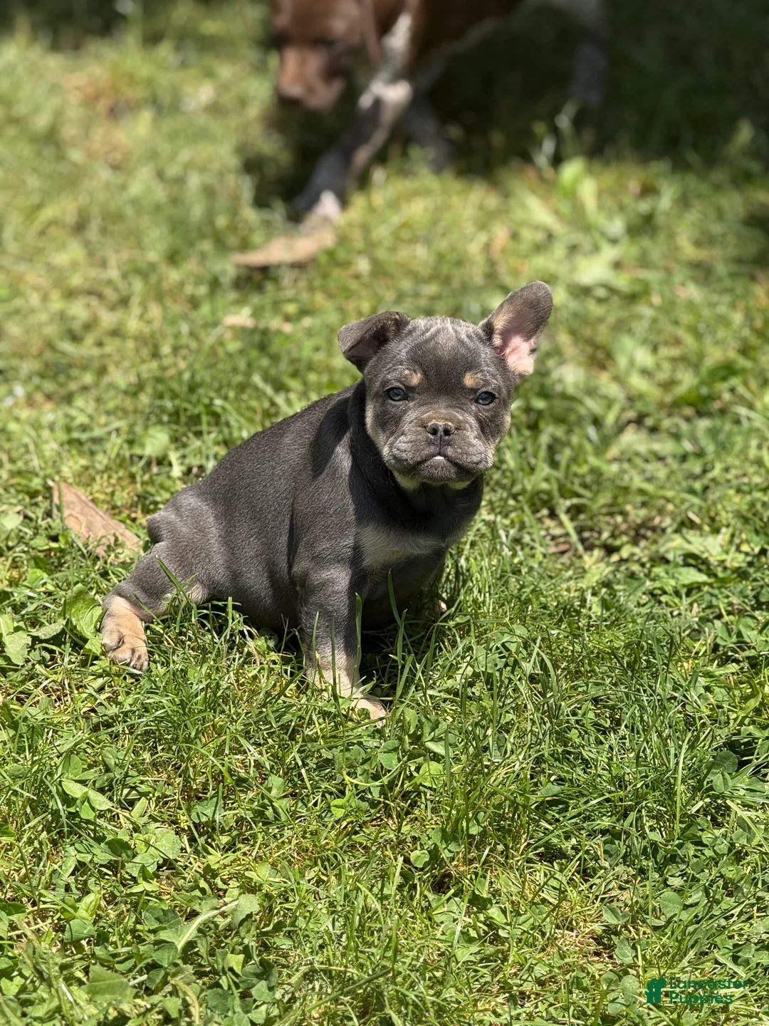 French Bulldog dogs for sale: French Bulldog Puppy 3 - Ad 1