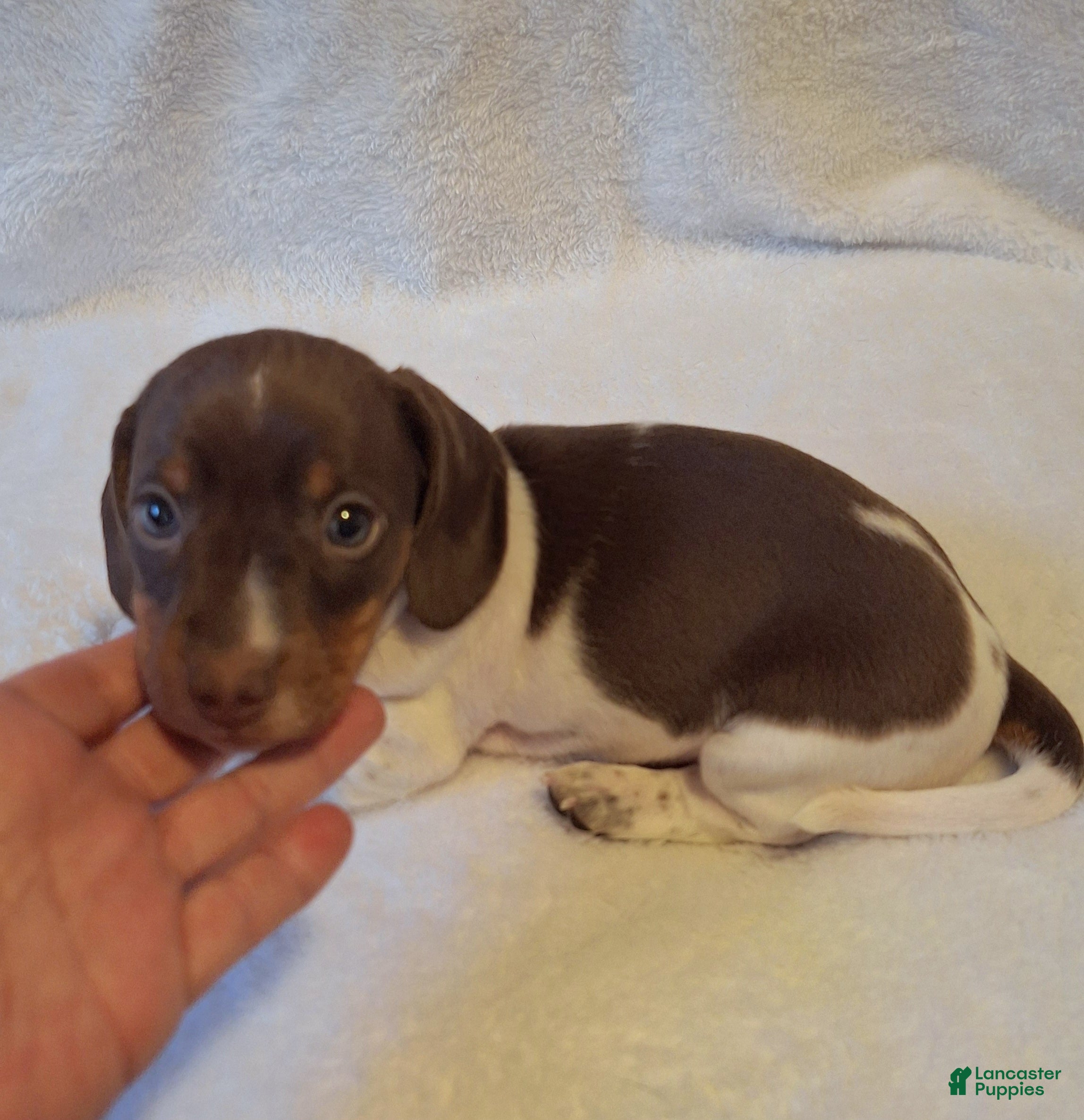 Dachshund dogs Milo - Ad 2