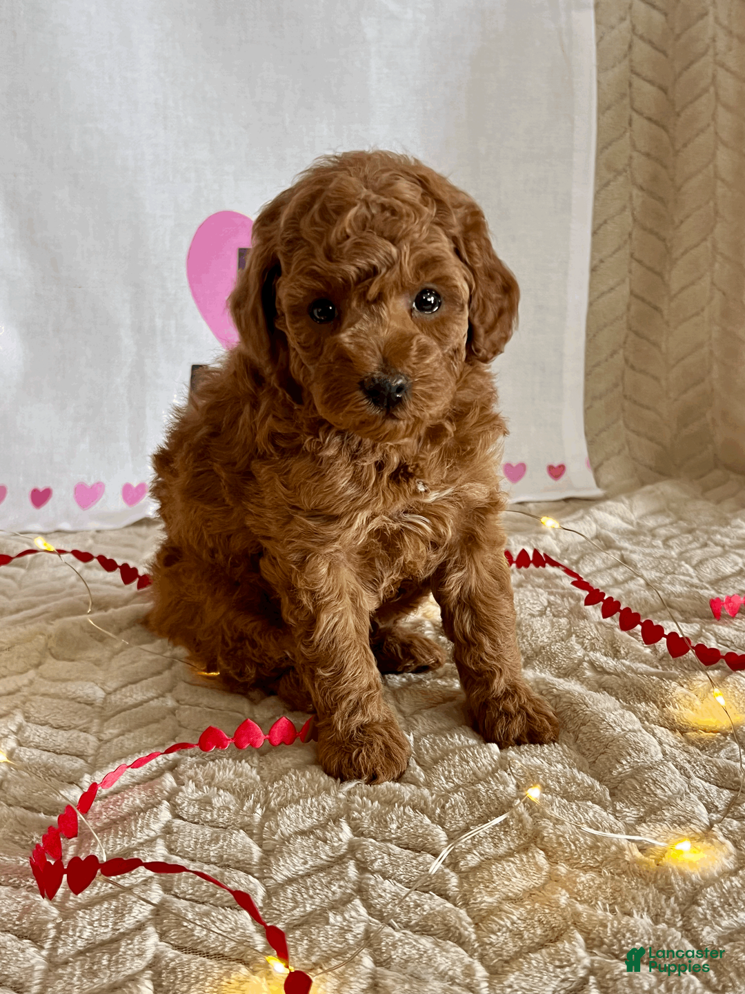Miniature Poodle dogs for sale: Cody - Ad 2