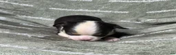 Chihuahua dogs for sale: Jethro Black Tricolor Short Coat - Ad 5