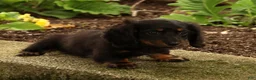 Miniature Dachshund dogs for sale: Tammy - Ad 7