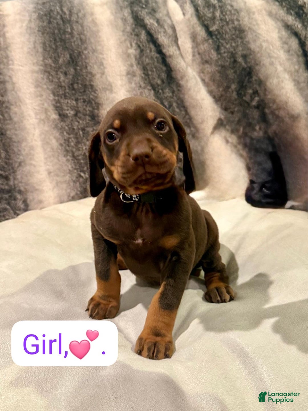 Mixed Breed dogs for sale: Black - Ad 1