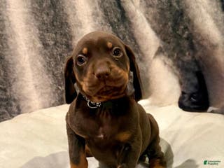 Mixed Breed dogs Black - Ad 27