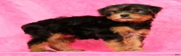 Yorkshire Terrier dogs for sale: Connor - Ad 5