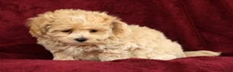 Maltipoo dogs for sale: Max - Ad 8