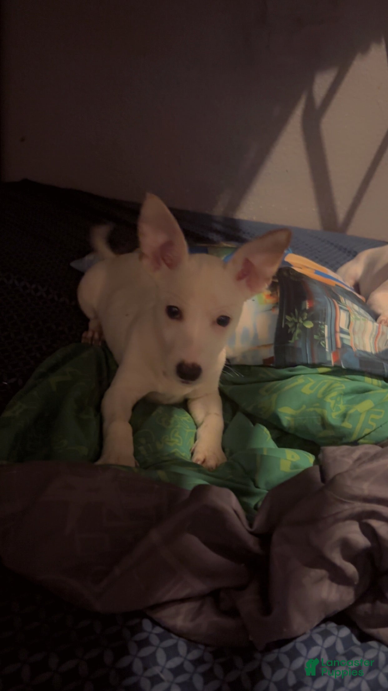 Mixed Breed dogs Arthur - Ad 41