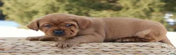 Labrador Retriever dogs for sale: Labrador Retriever Puppy 4 - Ad 4