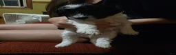 Shihpoo dogs for sale: Max - Ad 3