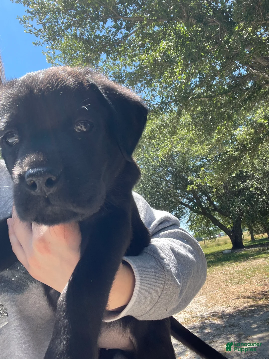 Labrador Retriever dogs for sale: Labrador Retriever Puppy 2 - Ad 1