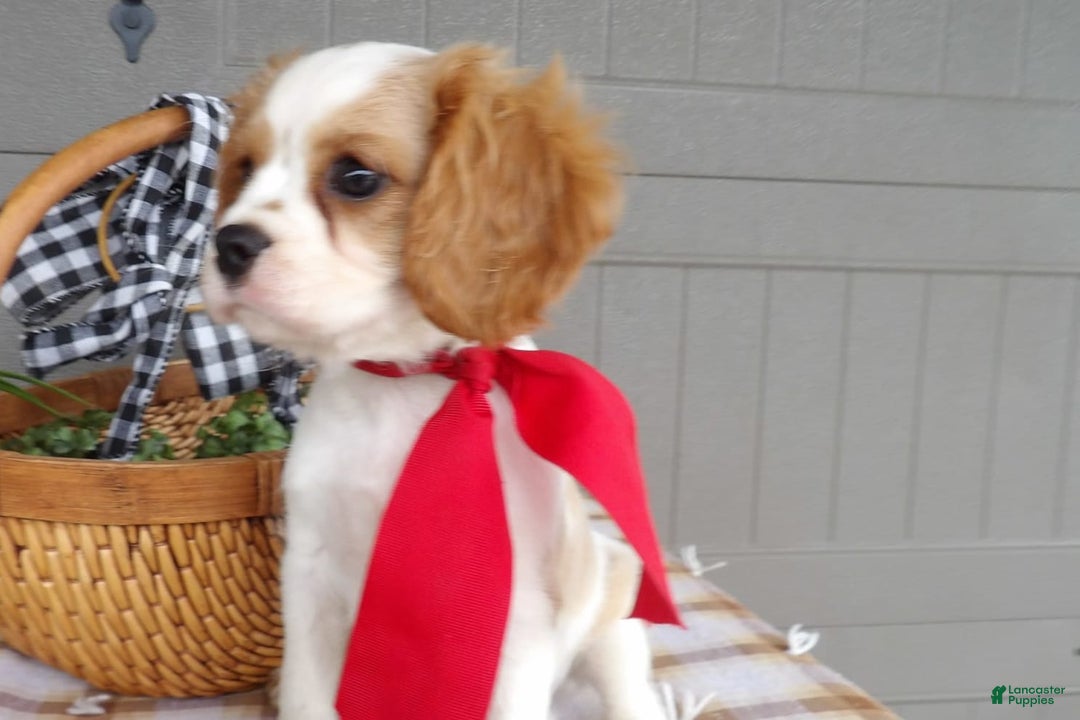 Gallery Image {{count}}