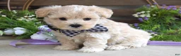Maltipoo dogs for sale: Leo - Ad 3