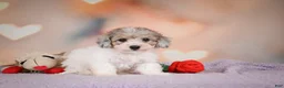 Maltipoo dogs for sale: Jasper - Ad 2