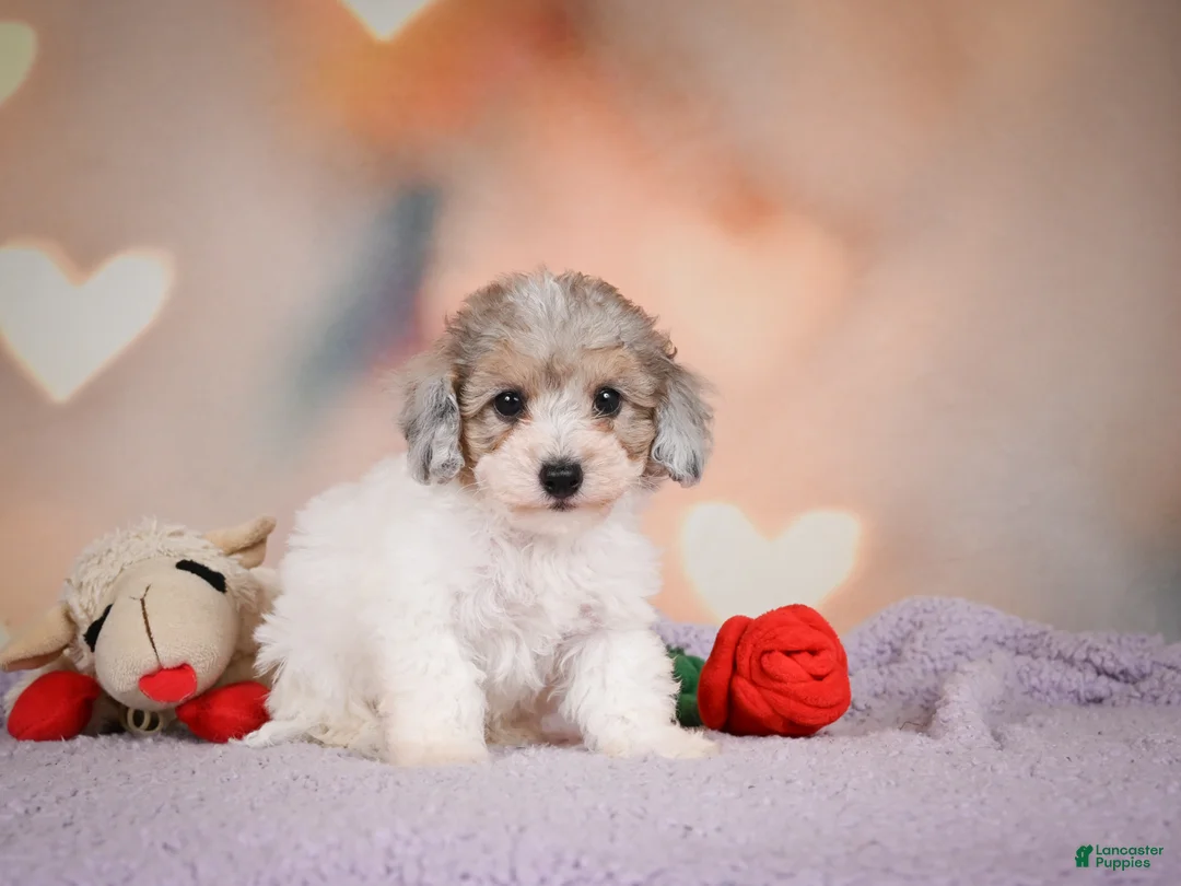 Maltipoo dogs for sale: Jasper - Ad 2