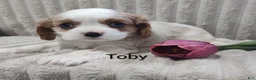 Cavalier King Charles Spaniel dogs for sale: Toby  - Ad 2