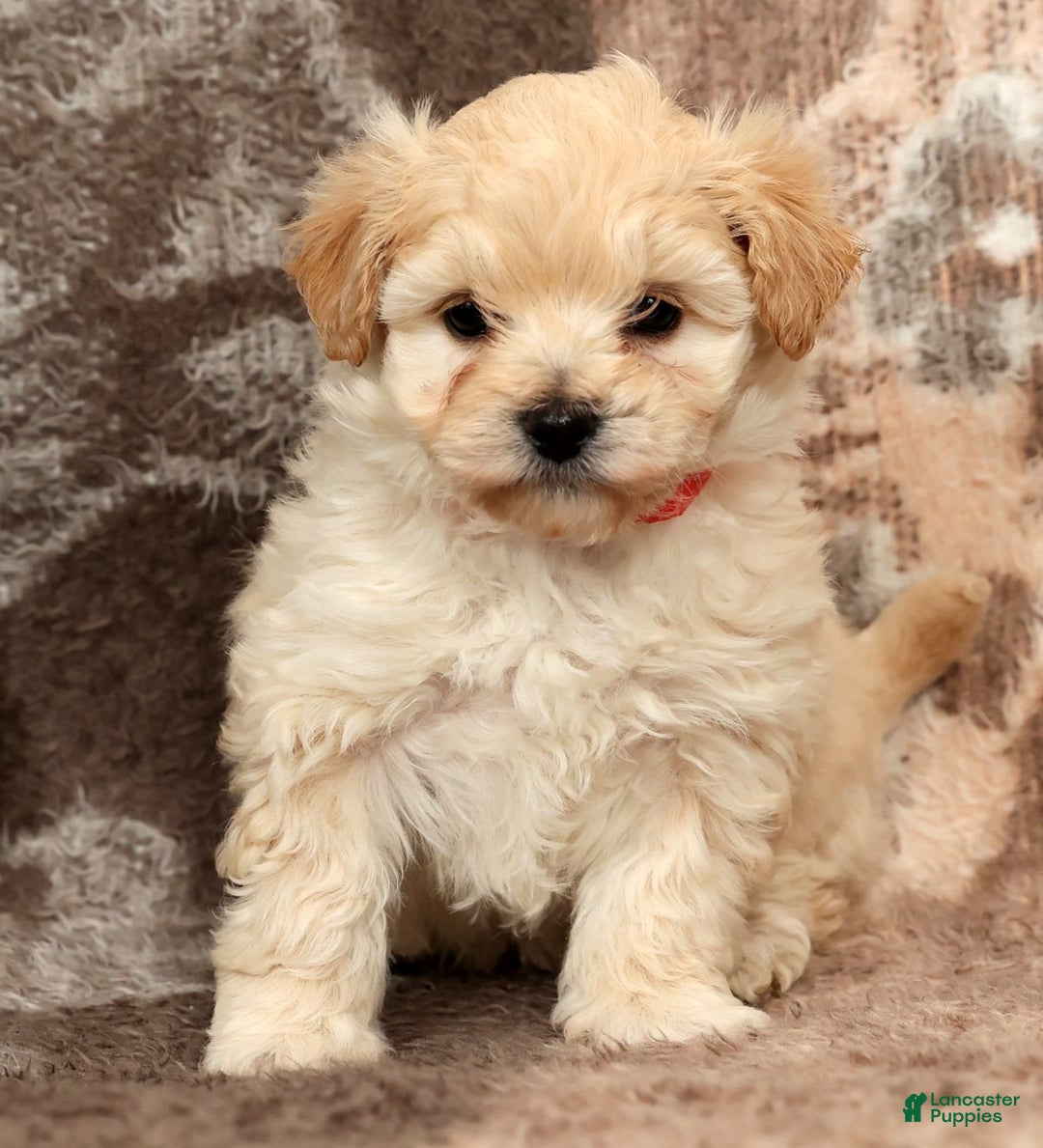 Maltipoo dogs for sale: Lexie - Ad 5