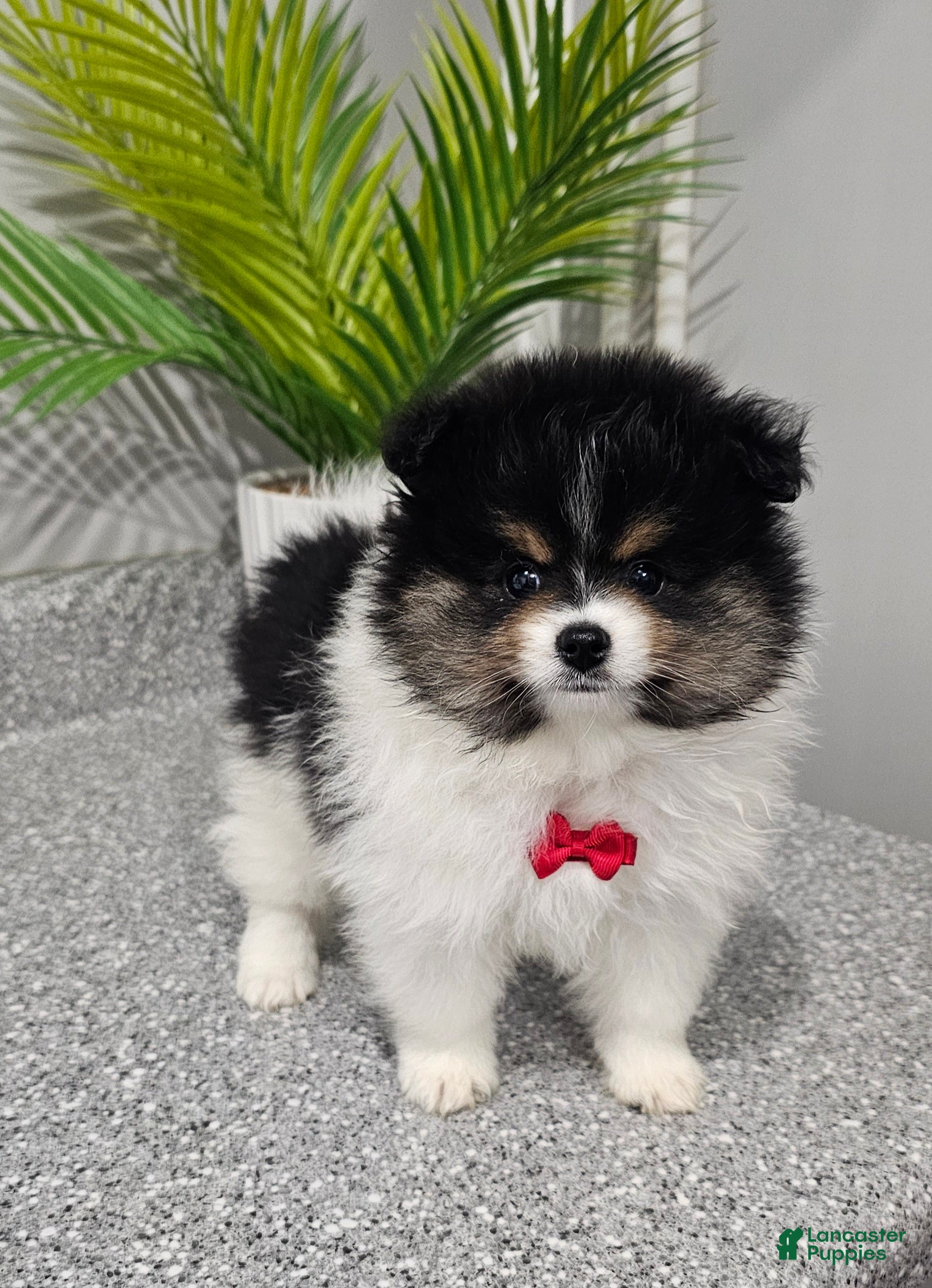 Pomeranian dogs Riggs - Ad 5