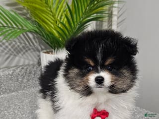 Pomeranian dogs Riggs - Ad 3