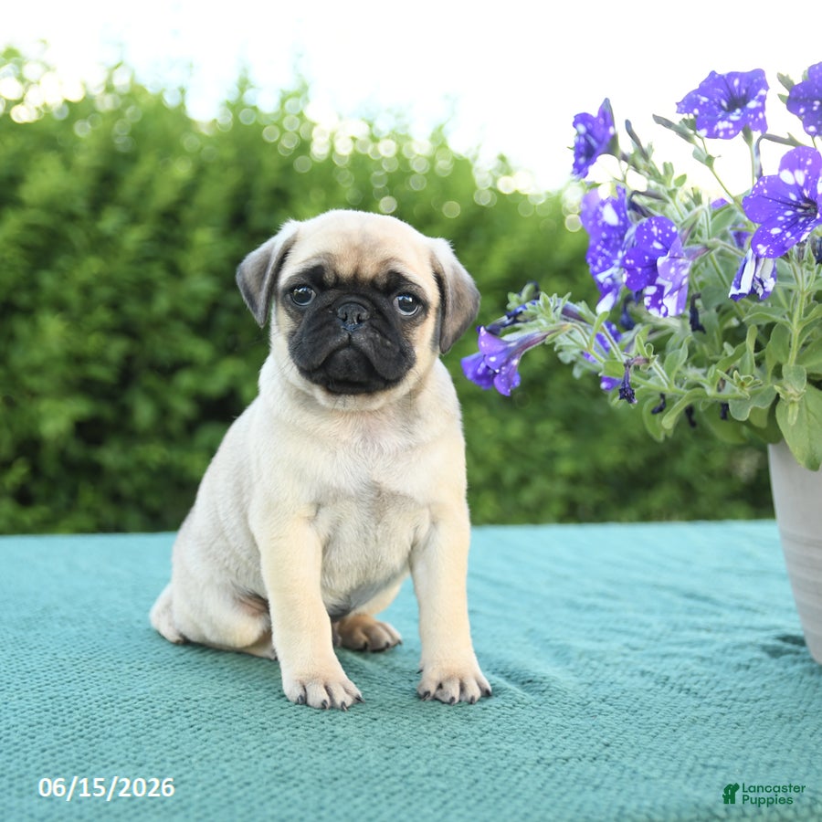 Pug dogs for sale: Jim  - Ad 3