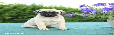 Jim 