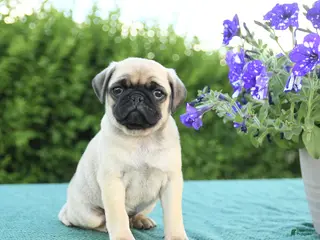 Pug dogs for sale: Jim - Ad 3