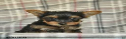 Yorkshire Terrier dogs for sale: Lexi  - Ad 3
