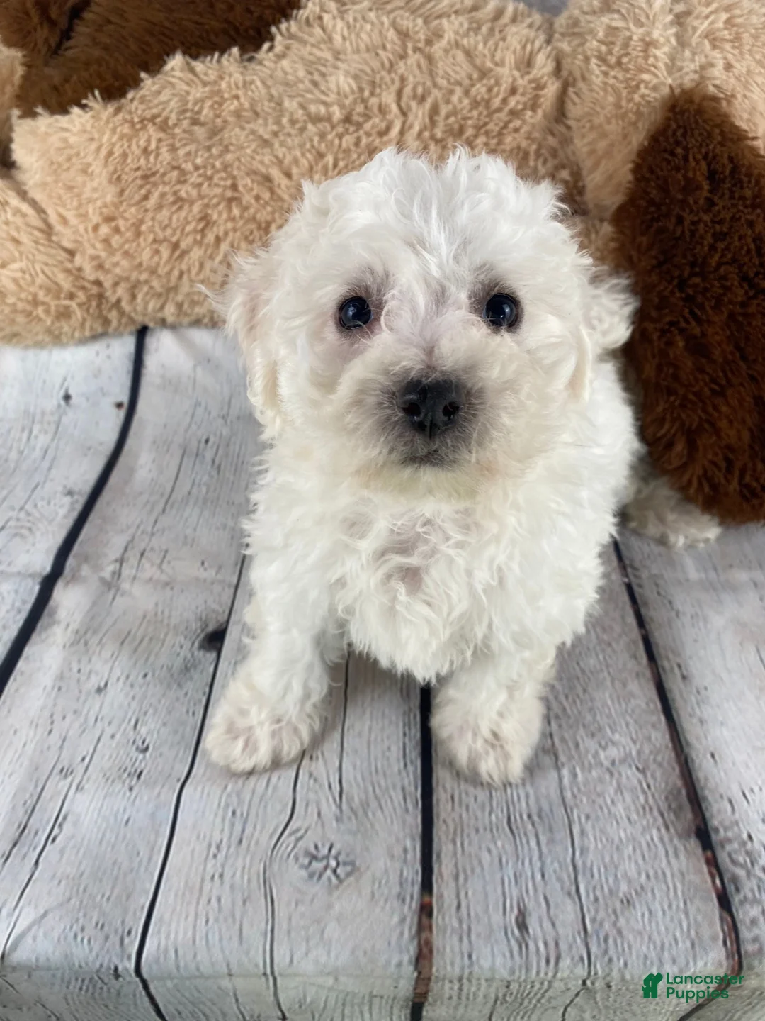Bichon Frise dogs for sale: Rosie - Ad 5