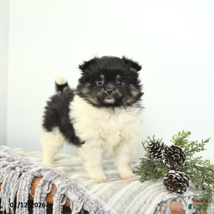 Mixed Breed dogs Bella   - Ad 1