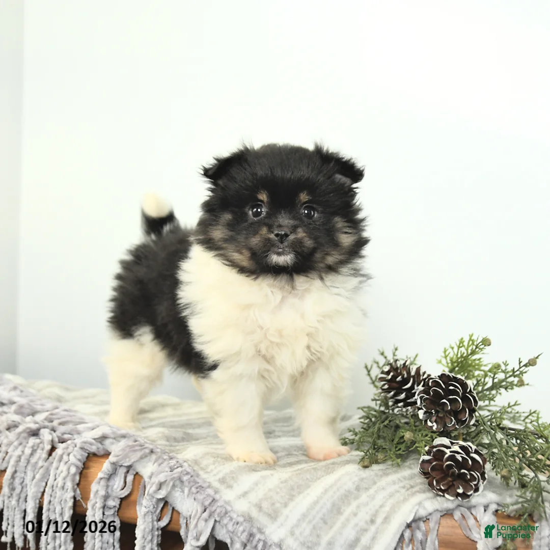 Mixed Breed dogs for sale: Bella   - Ad 1